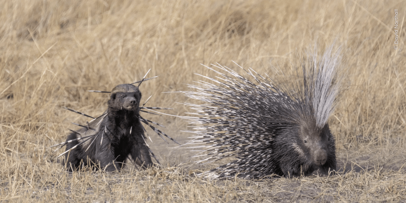 Удивлённая сова и спаривающиеся лангуры: 16 финалистов Wildlife Photographer of the Year 2024