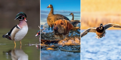 Дикие птицы и домашние питомцы на 12 кадрах с фотопремии Ducks Unlimited Magazine 2025
